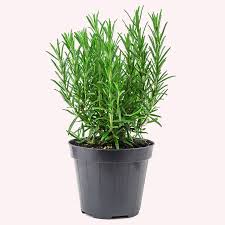 Image result for rosemary container