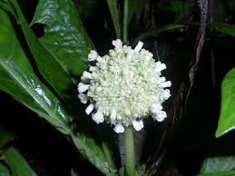 Image result for Psychotria djumaensis