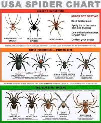 These apparently little stings may cause serious troubles when they can be left untreated. Brown Recluse Spider Bites