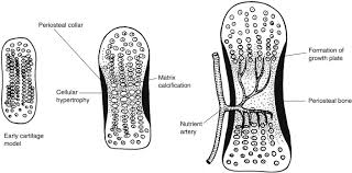 It's important to have strong bones, because this helps lower your risk for injuries. Endochondral Ossification An Overview Sciencedirect Topics