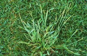 Check spelling or type a new query. Lawn Care Kelly Landscapes Management
