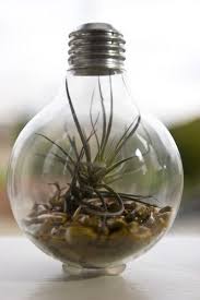 Light Bulb Terrariums Light Bulb Terrarium Diy Light Bulb Light Bulb Terrarium Diy
