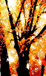 I Like How The Dark Tree Holds The Colour With Bright Light In The Background Autumn Trees Fall Pictures Dark Tree