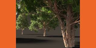 Image result for Afrocarpus falcatus