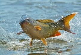 Cara yang kedua membuat umpan yang disukai ikan dari kain sutra, setelah video yang pertama mungkin video yang kedua ini lebih jelas lagi cara. 13 Cara Membuat Umpan Ikan Mas Dengan Cepat Dan Mudah