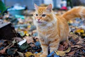 Cream mackerel tabbies are not that common due to the lightness of their coat as you'll most likely encounter more cats with a darker shade of orange instead. Orange Tabby Cats Facts Lifespan Intelligence All About Cats