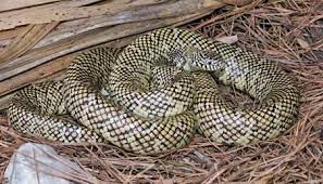 Brooks Florida Kingsnake With Images Snake Brooks King