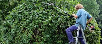 Wann darf man die hecke schneiden ab wann darf man wieder hecke schneiden | gesetz: Hecke Schneiden Wann Und Wie Hecken Schneiden Studiwork