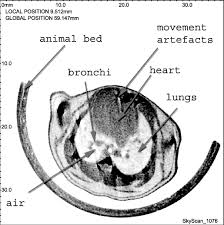 Arteries of the torso and chest. Panel A Scout View Through The Chest Area Of A Live Healthy Mouse Download Scientific Diagram