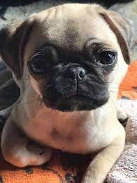 Pin On Pug