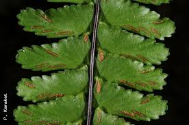 Image result for Asplenium normale