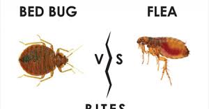 Minyak tea tree bisa mengatasi jerawat dan gigitan serangga karena mengandung anti inflamasi yang kuat. 5 Perbezaan Mudah Pepijat Dan Kutu Mypestnews