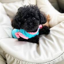 Selling pets is prohibited due to people using this section to sell stolen/found animals for dog fight trainers as to use as *practice material*. Toy Poodle Craigslist Online Shopping