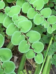 Image result for Pellaea angulosa