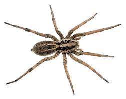 Family owned & operated right here in clarksville since 1975. Ortex Termite Pest Control Home Facebook