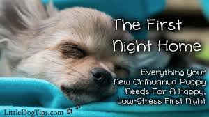 Need To Know Tips For Your First Night With Your Chihuahua Puppy Little Dog Tips
