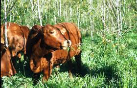 Image result for Sesbania keniensis