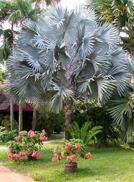 Order today with free shipping. Cheap Mexican Palm Tree Find Mexican Palm Tree Deals On Line At Alibaba Com