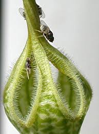 Image result for Ceropegia burchelliana