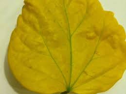One of the most common causes of hibiscus blossoms falling off plants is insect pests, particularly thrips. Why Are My Plant S Leaves Turning Yellow Or Falling Off Dengarden