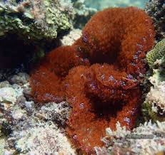 Image result for Heteranthoecia