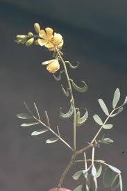 Image result for Senna italica