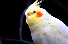 Image result for cockatiel