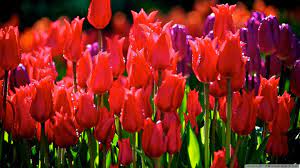 Tulips Hd Desktop Wallpaper High Definition Fullscreen Mobile Hoa Hoa Tulip Hoa Thược Dược