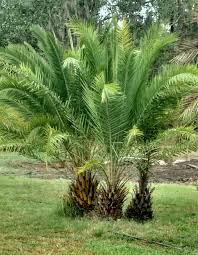Are you looking for palms for sale? Sylvester Palm Tree Hardy Palm Tree Farm