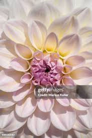 Image result for Dahlia sp. (cultivar)