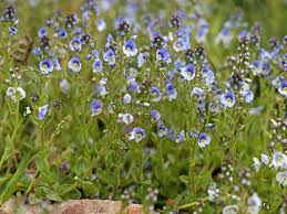 Image result for Veronica abyssinica