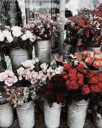 Often, bare root plants may bloom the first year, but will be stronger, more established during the second year. Pin By Abigail Durocher On Flower Power Flower Aesthetic Pretty Flowers Plants