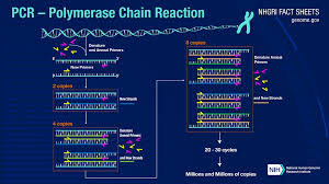 · go after grants of . Polymerase Chain Reaction Pcr Fact Sheet