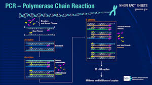 Research and innovation funding opportunities in the overseas countries and territories. Polymerase Chain Reaction Pcr Fact Sheet