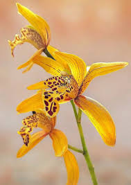 Image result for Eulophia horsfallii