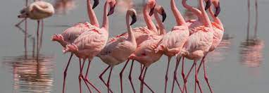 Dit bakje is zo gemaakt dat kleine vogels op de rand kunnen gaan zitten om voedsel te pakken. Die 7 Lustigsten Balztanze Aus Der Tierwelt Bluhendes Osterreich