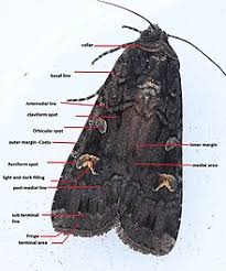 A moth is an insect like a butterfly which usually flies about at night. Moth Wikipedia