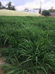ما هو البونيكام هو نبات نجيلي شركة الفلاح الرائد للتنمية الزراعية Facebook