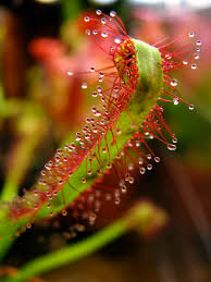 Image result for Droseraceae