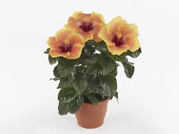 Image result for Hibiscus torrei