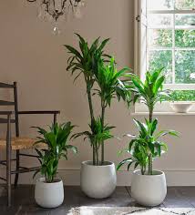 Image result for Dracaena steudneri