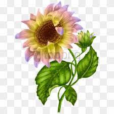 We did not find results for: Free Sunflower Png Transparent Images Page 2 Pikpng
