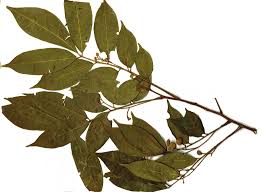 Image result for Lepidotrichilia volkensii