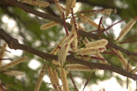 Image result for Acacia galpinii