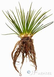 Image result for Isoetes welwitschii