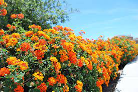 Get free shipping on qualified orange bushes or buy online pick up in store today in the outdoors department. A Bush Of Pretty Orange Flowers Lines One Of The Walkways At River Walk Park In Eastvale California Http Youreastvalerealtor Com Ea River Walk Plants River