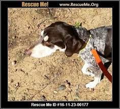 The german shorthaired pointer is intelligent, eager to learn, loyal and brave. North Carolina German Shorthaired Pointer Rescue Adoptions Rescueme Org German Shorthaired Pointer Black Pointer Puppies German Shorthaired Pointer