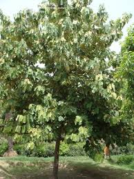 Image result for Pterospermum acerifolium