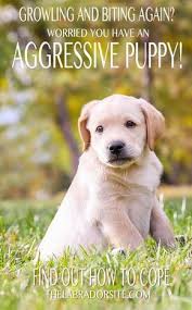 Aggressive Puppy Signs Symptoms And How To Get Help