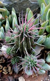 Image result for Euphorbia davyi